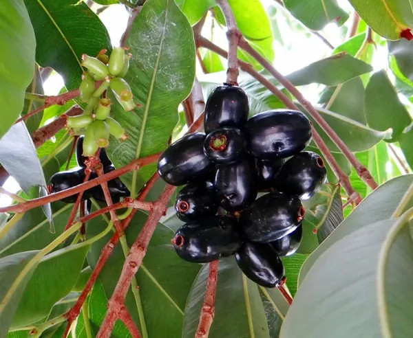 Thai Black Jamun Plant | Sweet Large Fruits | Premium Grafted Hybrid — photo 2