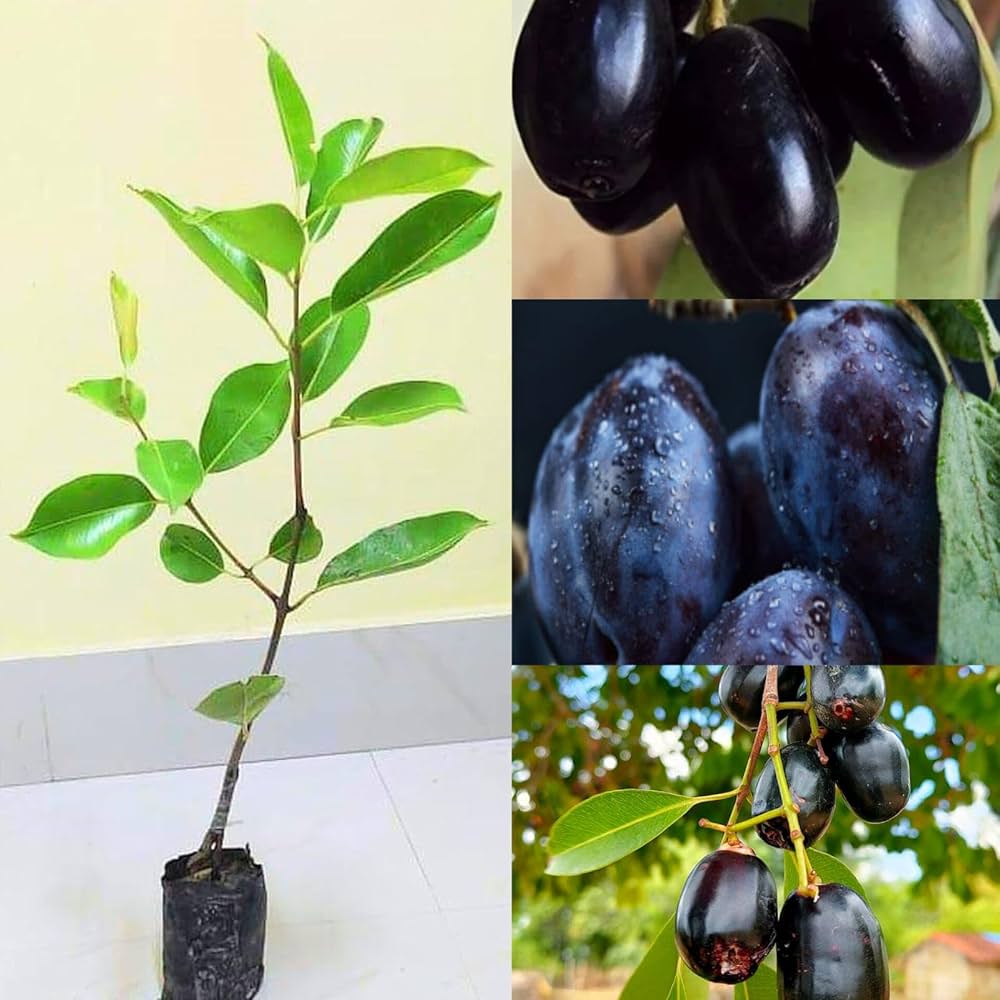 Thai Black Jamun Plant | Sweet Large Fruits | Premium Grafted Hybrid — photo 3