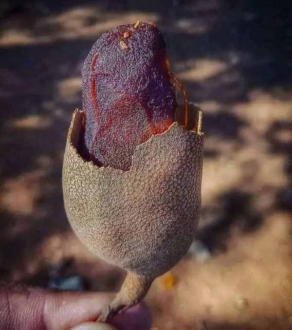 Sweet Tamarind Plant | Soft Sweet Pods | Premium Grafted Hybrid