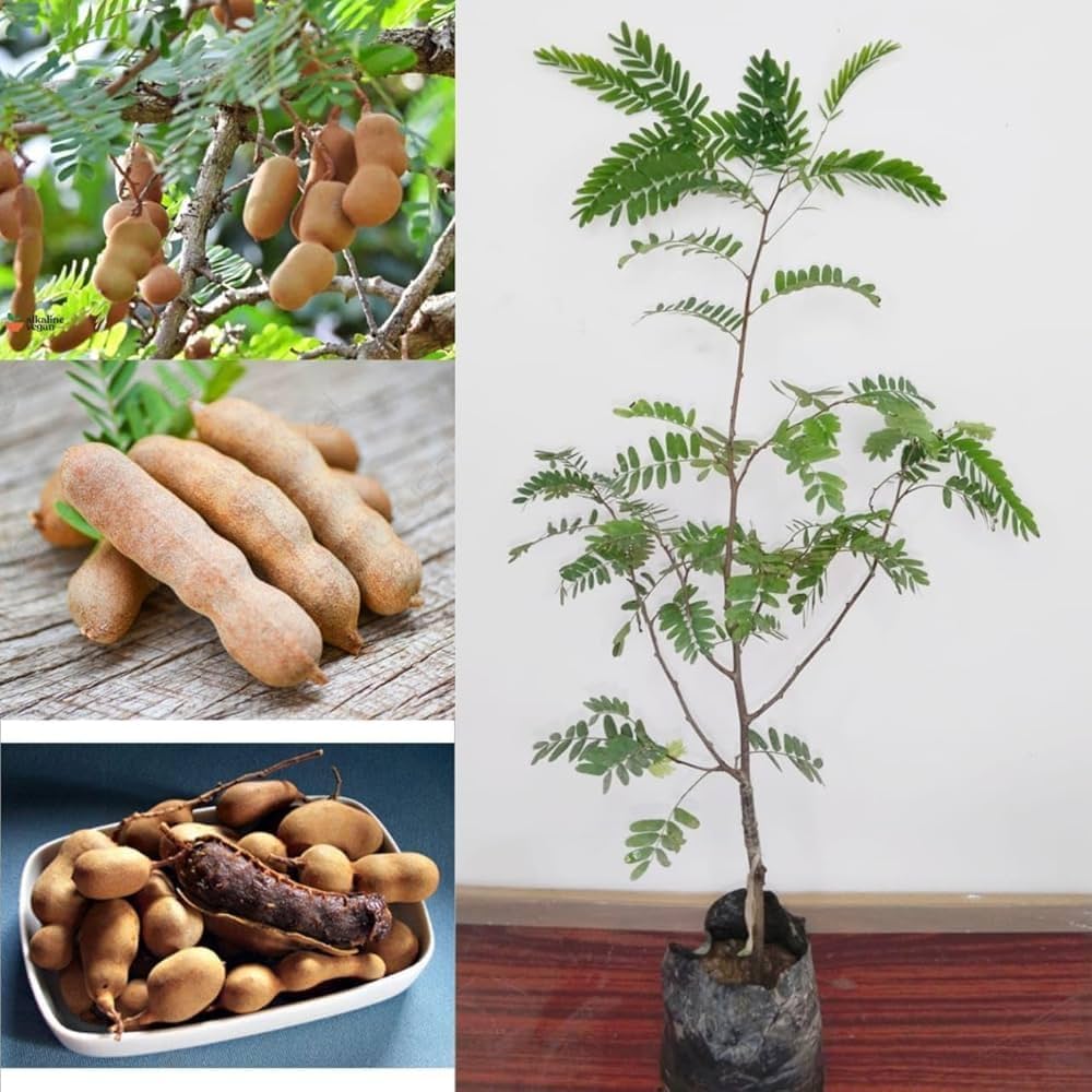 Sweet Tamarind Plant | Soft Sweet Pods | Premium Grafted Hybrid — photo 2