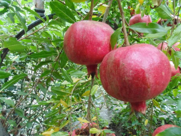 Super Vagoa Anar Plant | Sweet Soft-Seed Pomegranate | Premium Grafted Hybrid — photo 3