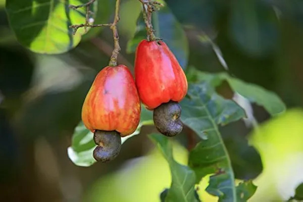 Dwarf Kaju Plant | Cashew Nut Tree | Premium Grafted Hybrid