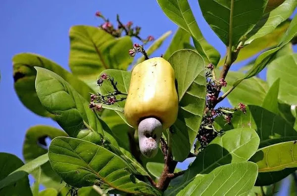 Dwarf Kaju Plant | Cashew Nut Tree | Premium Grafted Hybrid — photo 2
