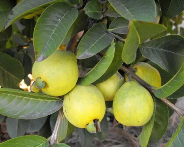 Golden 8 Guava Plant | Sweet Crispy Guava | Premium Grafted Hybrid