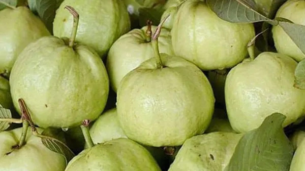 Golden 8 Guava Plant | Sweet Crispy Guava | Premium Grafted Hybrid — photo 2