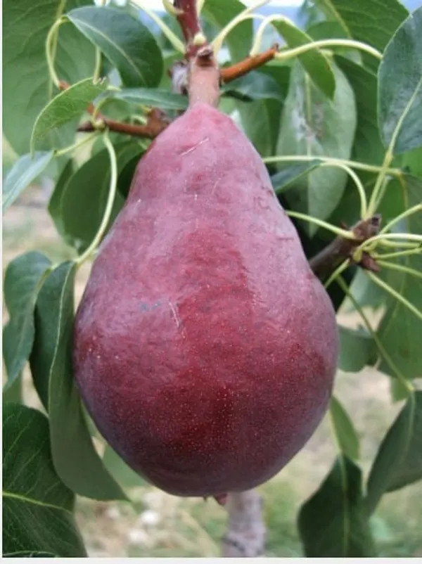 Babugosa Red Pear Plant | Sweet Soft Fruit | Premium Grafted Hybrid