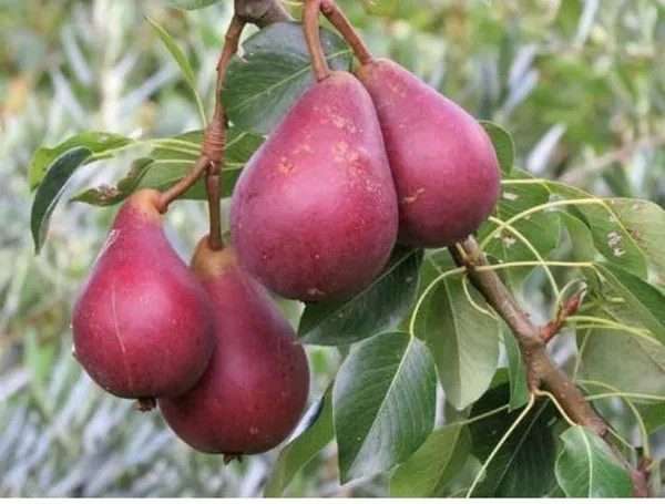 Babugosa Red Pear Plant | Sweet Soft Fruit | Premium Grafted Hybrid — photo 2