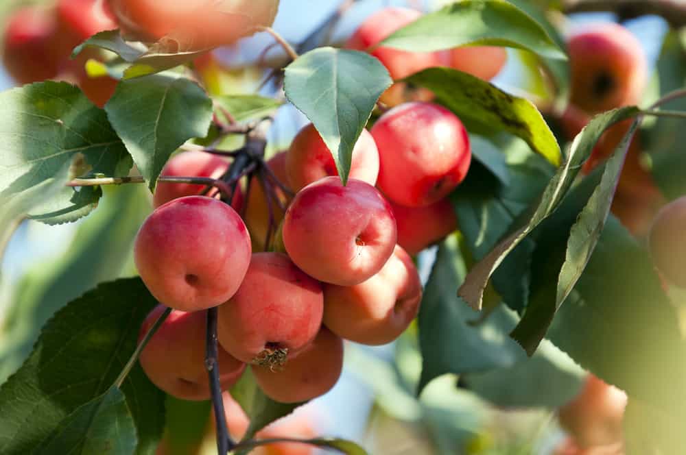 Crabapple Plant | Sweet-Tart Mini Apples | Premium Ornamental Fruiting Tree