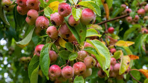 Crabapple Plant | Sweet-Tart Mini Apples | Premium Ornamental Fruiting Tree — photo 2