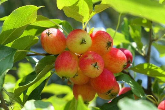 Crabapple Plant | Sweet-Tart Mini Apples | Premium Ornamental Fruiting Tree — photo 3
