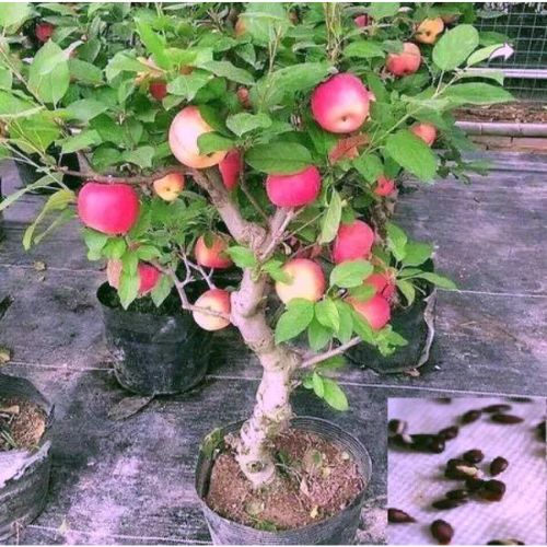 Hot Climate Apple Plant | Sweet Crisp Apples | Premium Grafted Hybrid