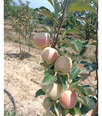 Hot Climate Apple Plant | Sweet Crisp Apples | Premium Grafted Hybrid — photo 2