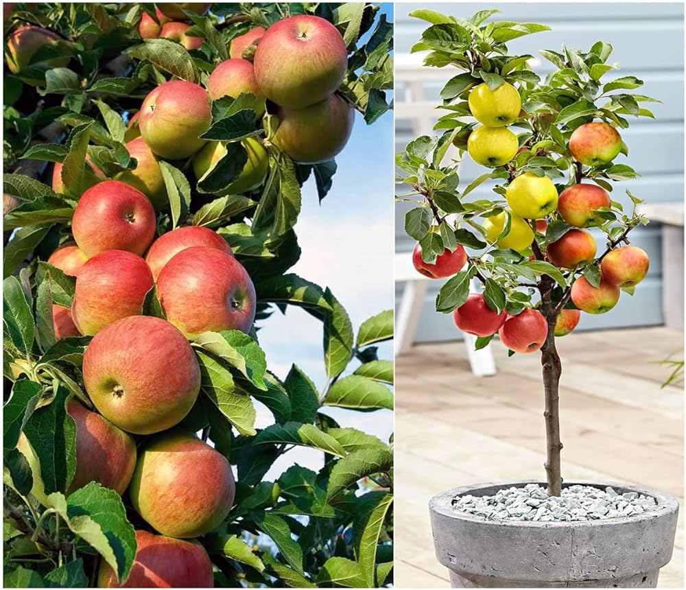 Hr-99 Hot Climate Apple Plant | Sweet Crisp Apples | Premium Grafted Hybrid