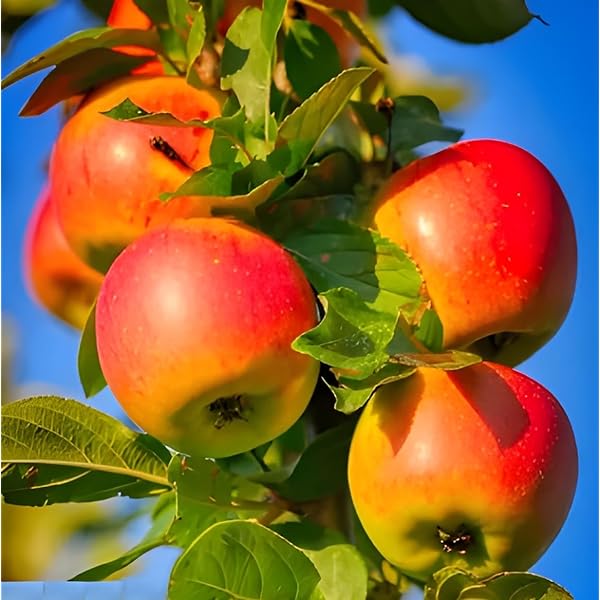 Hr-99 Hot Climate Apple Plant | Sweet Crisp Apples | Premium Grafted Hybrid — photo 2