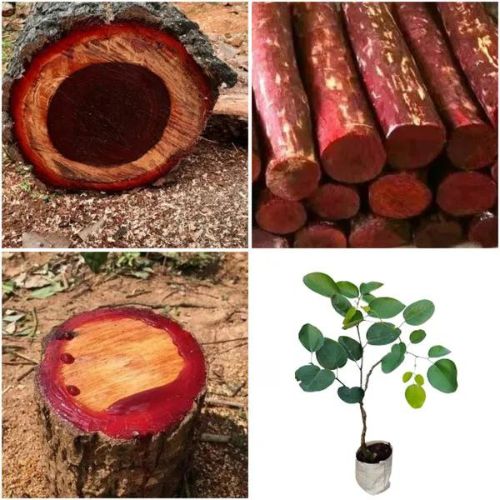 Red Rose Sandalwood Plant | Fragrant Red Wood | Premium Aromatic Variety