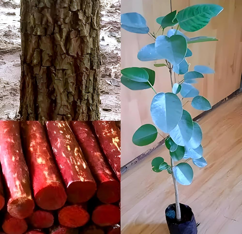 Red Rose Sandalwood Plant | Fragrant Red Wood | Premium Aromatic Variety — photo 2