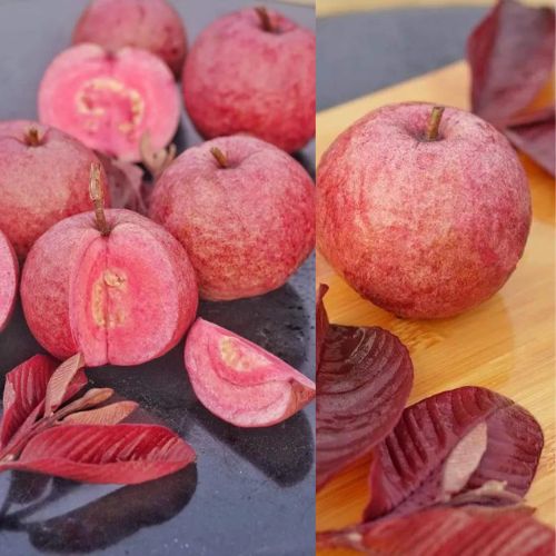 Malaysian Dwarf Guava Plant | Sweet Crispy Fruit | Premium Rare Variety