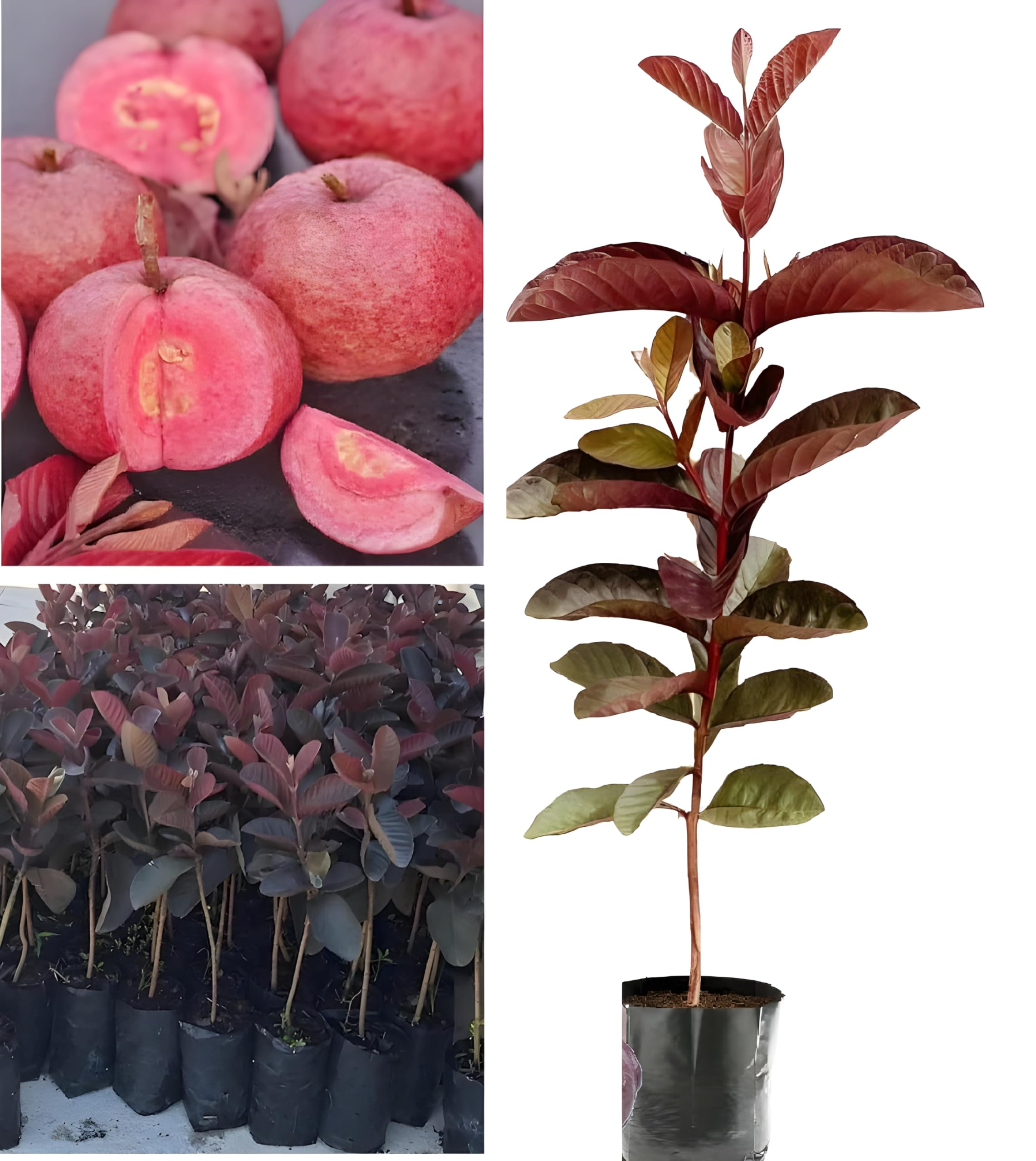 Malaysian Dwarf Guava Plant | Sweet Crispy Fruit | Premium Rare Variety — photo 2