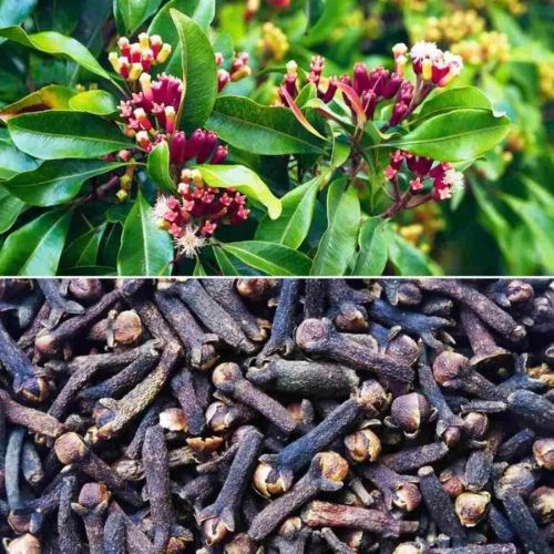 Clove (Lobongo) Plant | Aromatic Spice Tree | Premium Air-Layered Variety