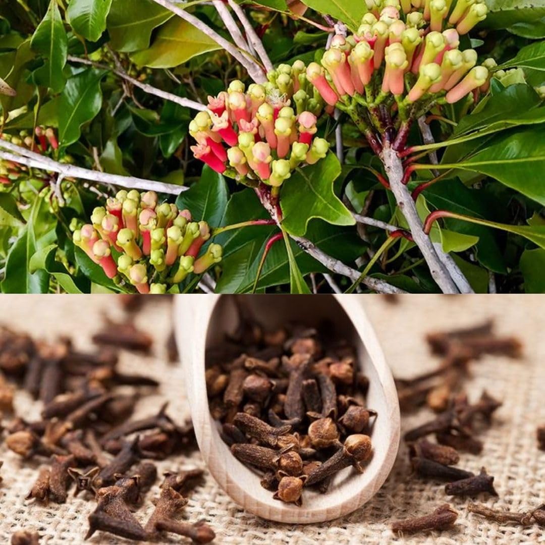 Clove (Lobongo) Plant | Aromatic Spice Tree | Premium Air-Layered Variety — photo 2