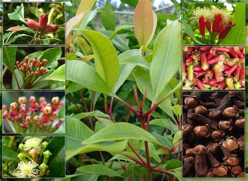 Clove (Lobongo) Plant | Aromatic Spice Tree | Premium Air-Layered Variety — photo 3