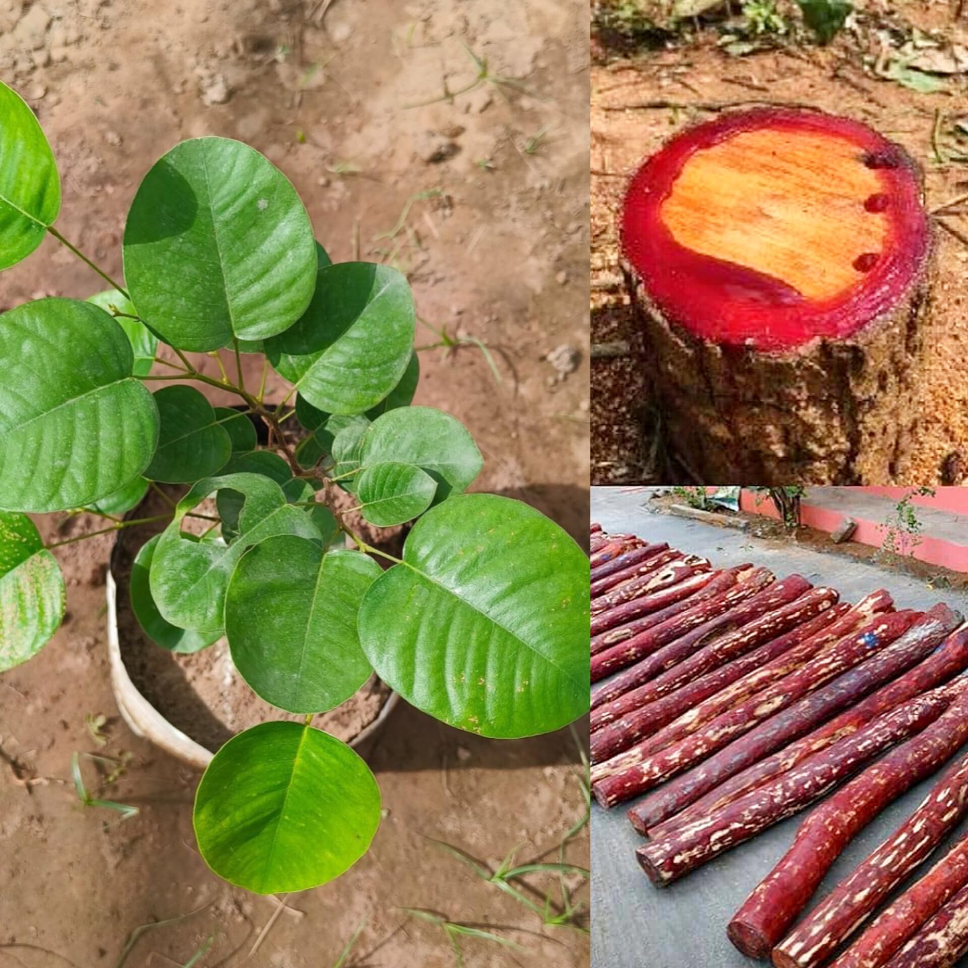 Red Chandan Plant | Red Sandalwood Tree | Premium Aromatic Seedling