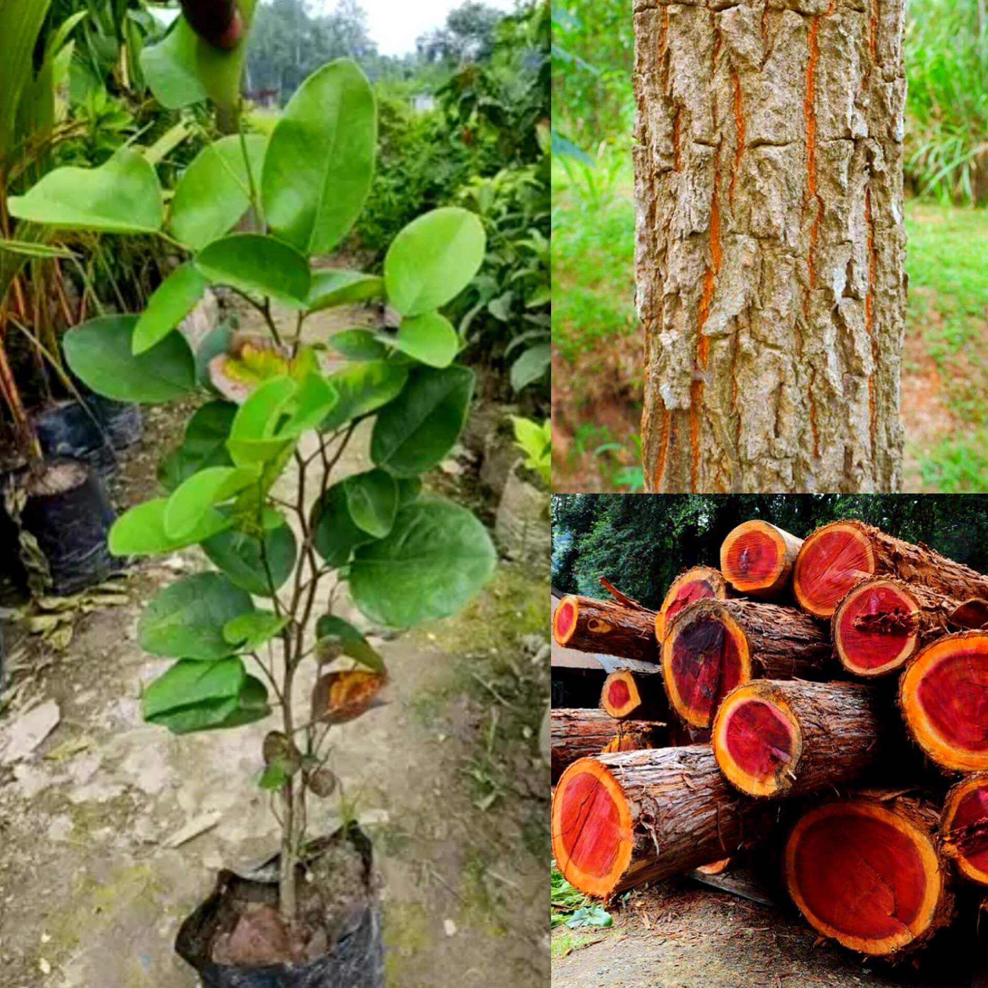 Red Chandan Plant | Red Sandalwood Tree | Premium Aromatic Seedling — photo 2