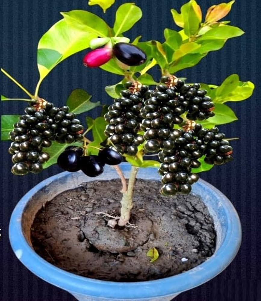 Thai Dwarf Black Jamun Plant | Sweet Large Fruits | Premium Hybrid Variety