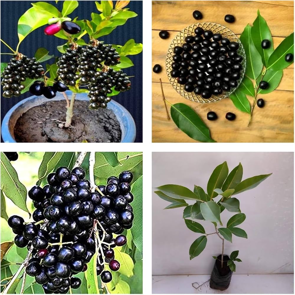 Thai Dwarf Black Jamun Plant | Sweet Large Fruits | Premium Hybrid Variety — photo 2