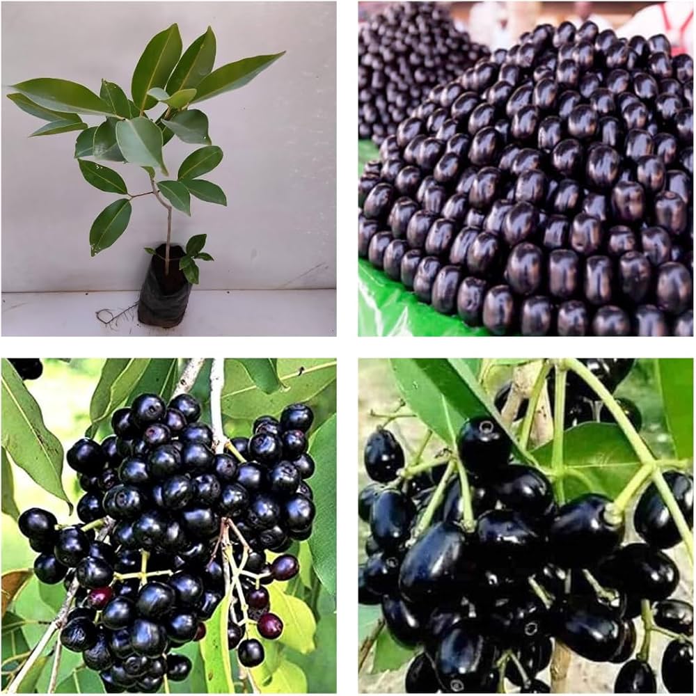 Thai Dwarf Black Jamun Plant | Sweet Large Fruits | Premium Hybrid Variety — photo 3