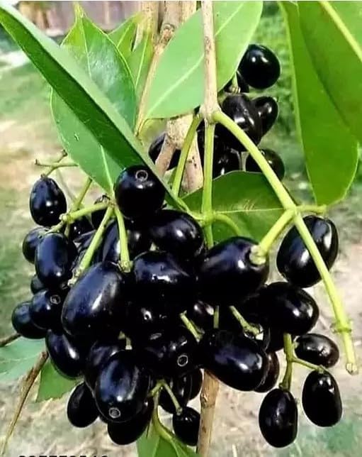 Thai Dwarf Black Jamun Plant | Sweet Large Fruits | Premium Hybrid Variety — photo 4