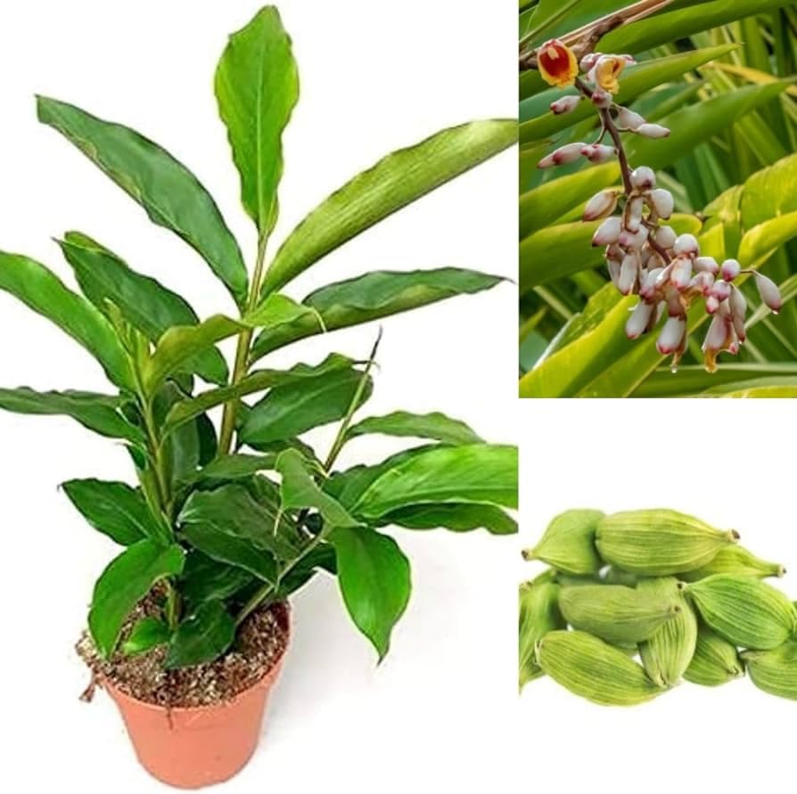 Cardamom Elaichi Plant | Aromatic Spice | Premium Hybrid Variety