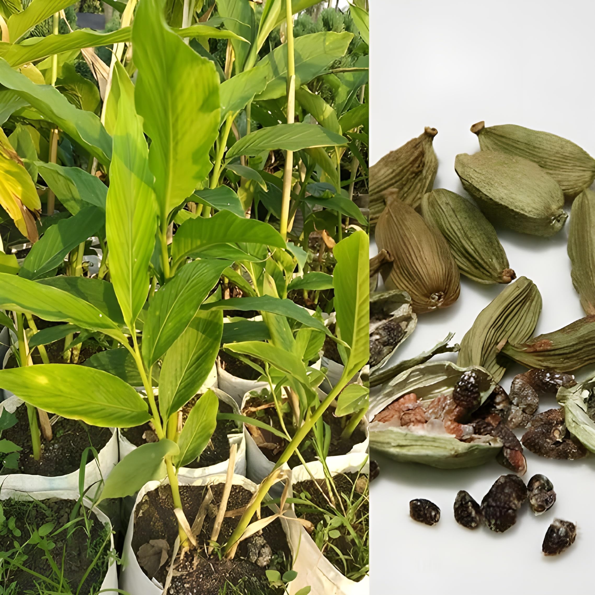 Cardamom Elaichi Plant | Aromatic Spice | Premium Hybrid Variety — photo 2