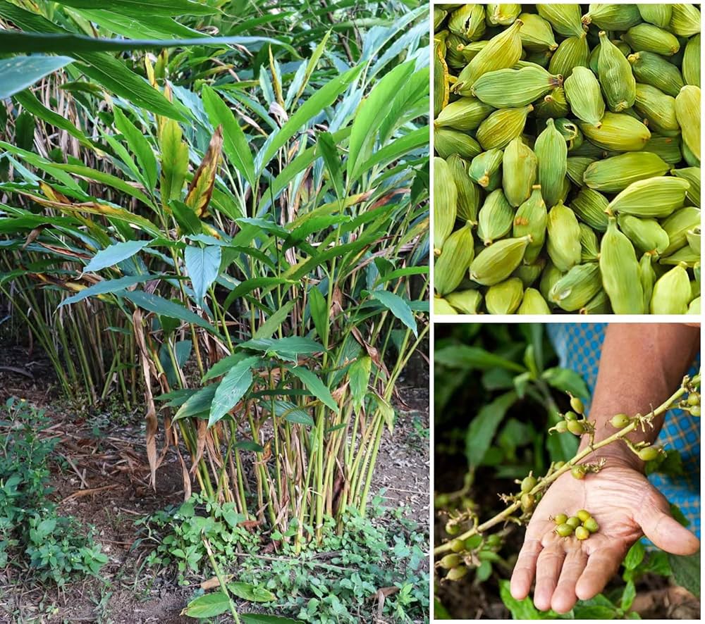 Cardamom Elaichi Plant | Aromatic Spice | Premium Hybrid Variety — photo 3
