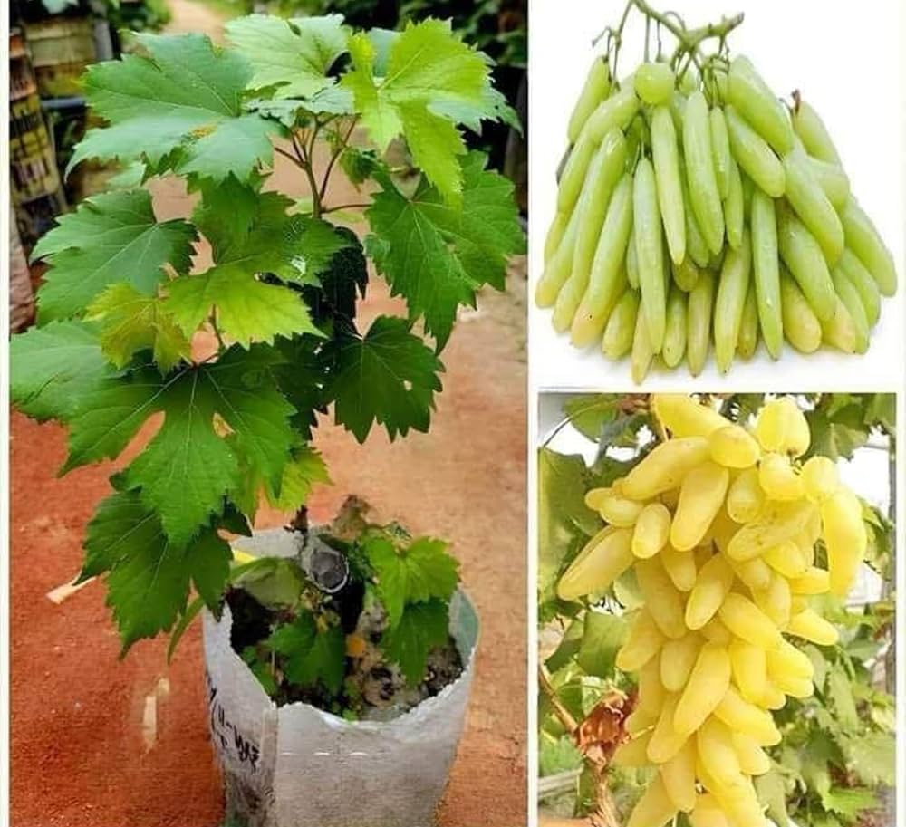 Thai Hybrid Grapes Plant | Sweet Juicy Clusters | Premium Exotic Variety