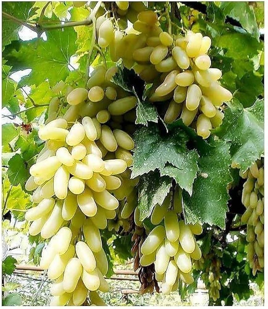 Thai Hybrid Grapes Plant | Sweet Juicy Clusters | Premium Exotic Variety — photo 2