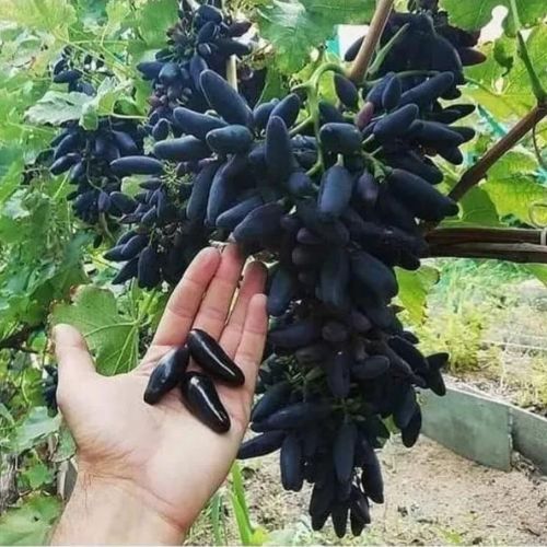 Thai Black Finger Grapes Plant | Sweet Seedless Grapes | Premium Hybrid Variety