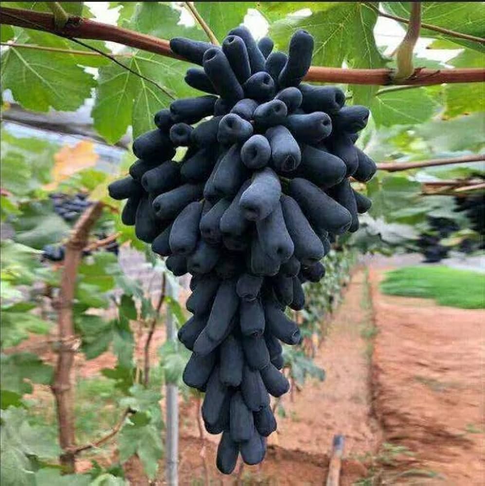 Thai Black Finger Grapes Plant | Sweet Seedless Grapes | Premium Hybrid Variety — photo 2
