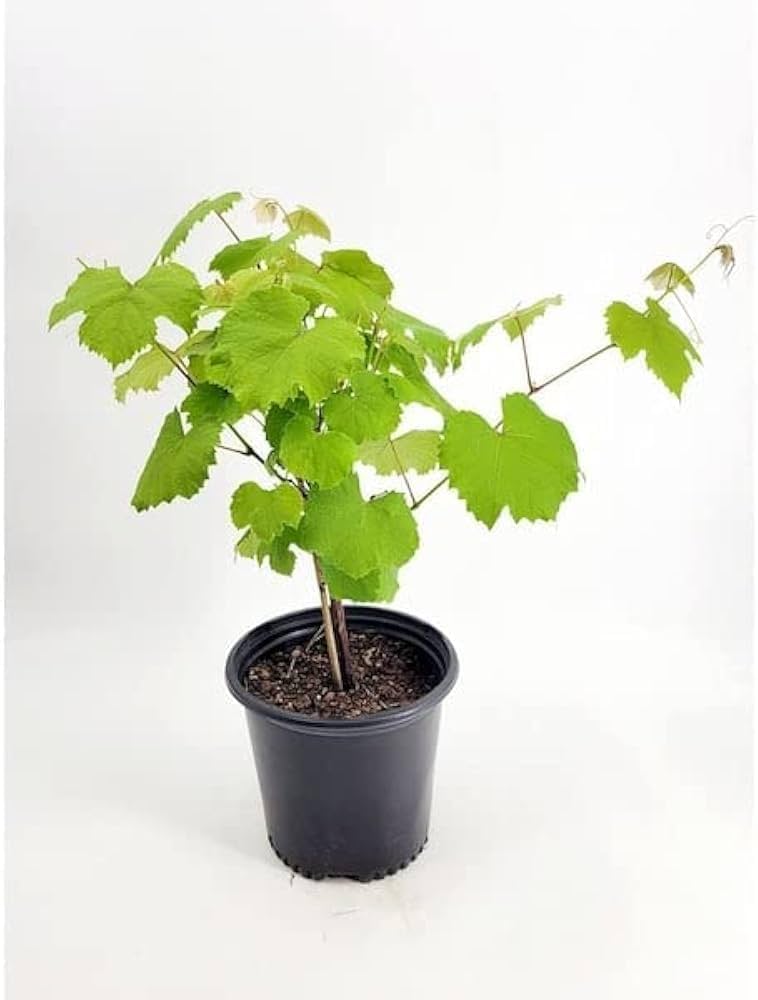 Thai Black Finger Grapes Plant | Sweet Seedless Grapes | Premium Hybrid Variety — photo 3