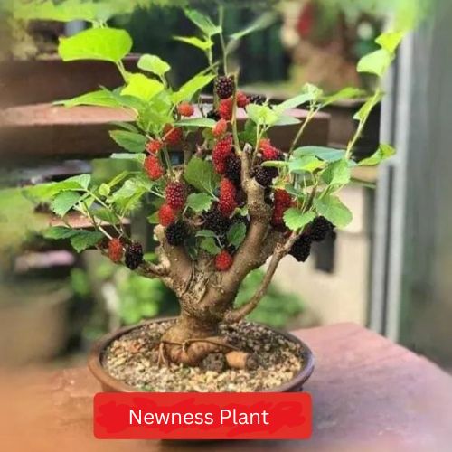 Thai Dwarf Mulberry Plant | Sweet Long Berries | Premium Hybrid Variety