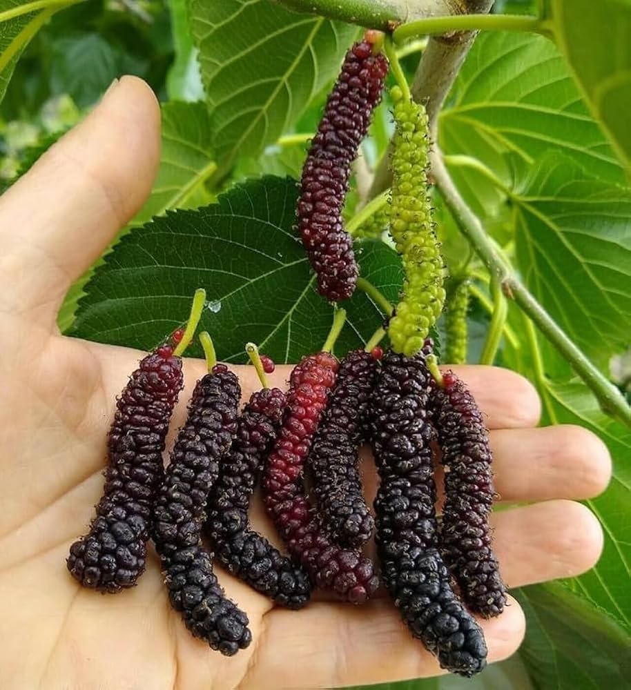 Thai Dwarf Mulberry Plant | Sweet Long Berries | Premium Hybrid Variety — photo 2
