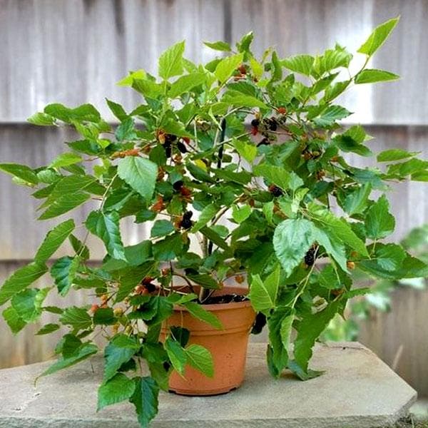 Thai Dwarf Mulberry Plant | Sweet Long Berries | Premium Hybrid Variety — photo 3