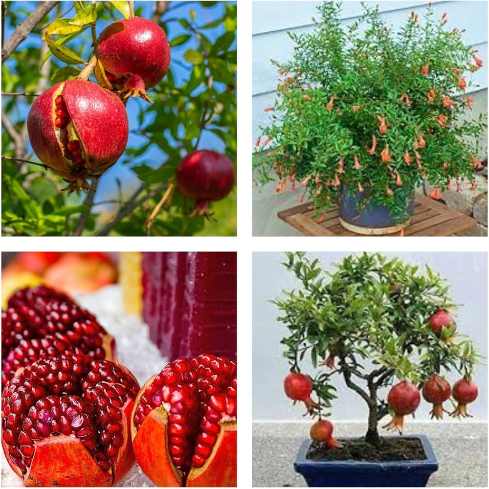 Malaysian Hybrid Pomegranate Plant | Sweet Soft-Seed Anar | Premium Exotic Variety — photo 2