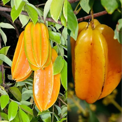 Thai Sweet Star Fruit Plant | All-Time Fruiting | Premium Grafted Variety