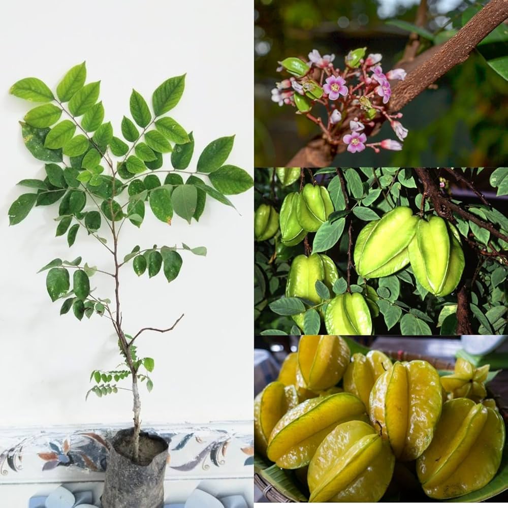 Thai Sweet Star Fruit Plant | All-Time Fruiting | Premium Grafted Variety — photo 2