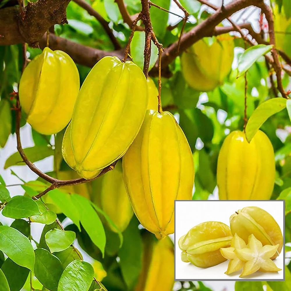 Thai Sweet Star Fruit Plant | All-Time Fruiting | Premium Grafted Variety — photo 3