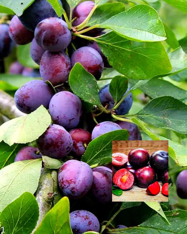 Thai Aloo Bukhara Plant | Sweet Juicy Plum | Premium Air-Layered Variety