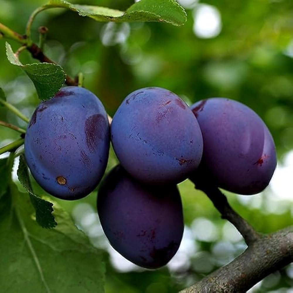Thai Aloo Bukhara Plant | Sweet Juicy Plum | Premium Air-Layered Variety — photo 2