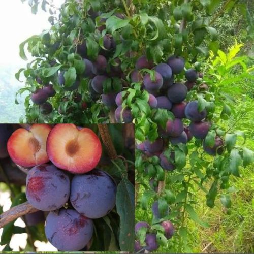 Thai Aloo Bukhara Plant | Sweet Juicy Plum | Premium Air-Layered Variety — photo 3