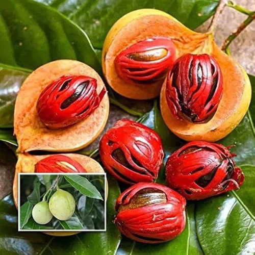 Jaifal (Nutmeg) Plant | Aromatic Spice Tree | Premium Seedling Variety